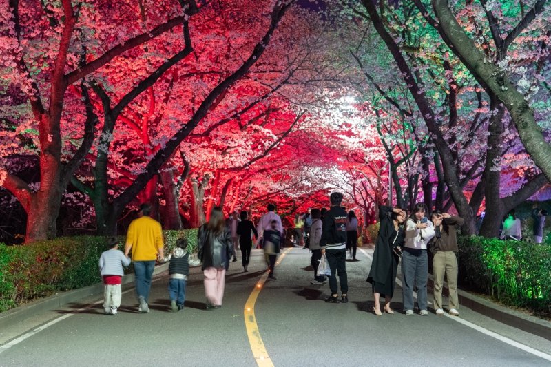 광양제철소 주택단지 벚꽃길의 야경을 감상하기 위해 많은 상춘객들이 방문했다.(광양제철소 제공)2023.3.30/