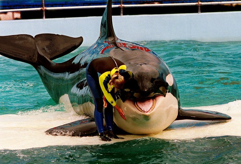 50년 동안 수족관에 갇혀 지내던 범고래에게 생긴 자유