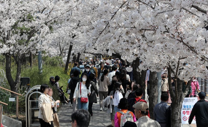 지난달 31일 오후 여의도봄꽃축제를 앞두고 벚꽃이 활짝 핀 서울 여의도 여의서로에서 시민들이 즐거운 시간을 보내고 있다. 사진=뉴스1