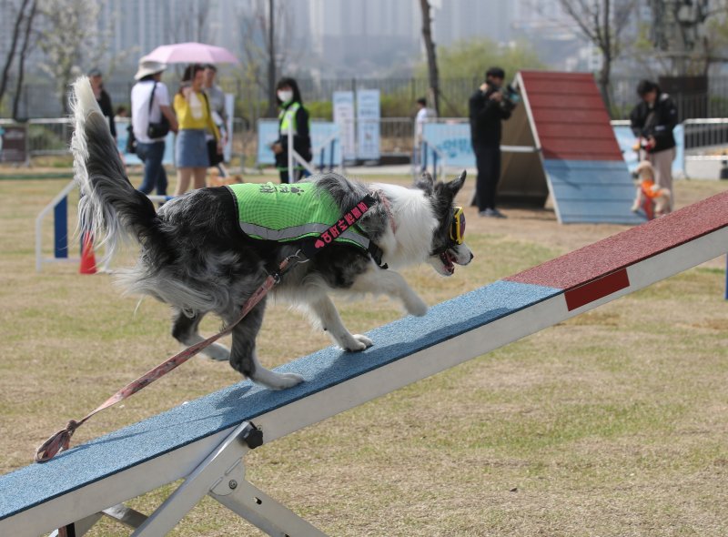 [서울=뉴시스] 조수정 기자 = 1일 서울 용산구 노들섬에서 열린 '놀멍 뭐하니'에서 반려견 나박(3살)이가 '멍멍미션'에 참여하고 있다. 서울시가 마련한 '놀멍 뭐하니'는 반려인과 반려견이 함께 즐길 수 있는 노들섬 서측 1km를 산책하고 시간 내에 돌아오는 '멍멍 산책', 반려견 장애물 놀이터 '멍멍 미션', 반려견과의 추석을 사진으로 담는 '멍멍 사진관', 반려견과 함께 돗자리에서 간식을 즐기는 '멍멍 소풍' 등으로 구성했다. 2023.04.01.chocrystal@newsis.com