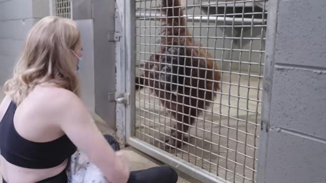 사육사 터너가 자신의 아들 케일럽을 동물원으로 데려와 오랑우탄 조이에게 모유수유하는 방법을 알려주고 있다. 사진=메트로리치먼드 유튜브 캡처
