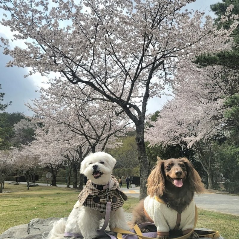 반려동물 친화관광도시 울산에 위치한 울산대공원 / 한국관광공사 제공