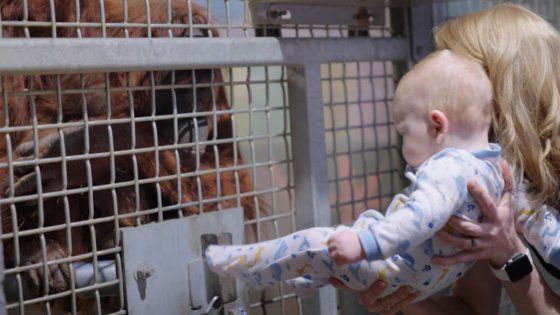 사육사 터너가 자신의 아들 케일럽을 동물원으로 데려와 오랑우탄 조이에게 모유수유하는 방법을 알려주고 있다. 사진=메트로리치먼드 유튜브 캡처