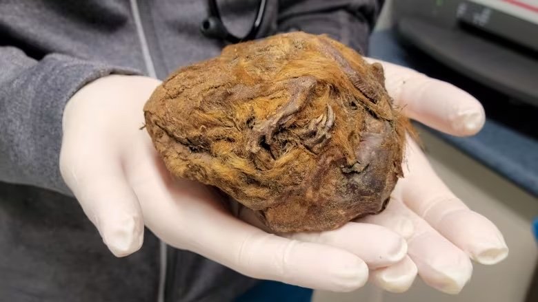 캐나다 유콘 준주 클론다이크 지역에서 무려 3만년 전 북극 땅다람쥐 미라가 발견됐다고 지난 29일(현지시간) 캐나다 CBC뉴스가 보도했다. /사진=뉴시스