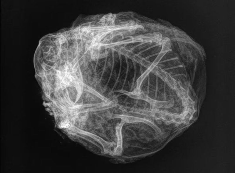 3만년 전 미라가 된 북극 땅다람쥐의 단단한 뼈가 보이는 X-레이 사진 모습이다. /사진=뉴시스