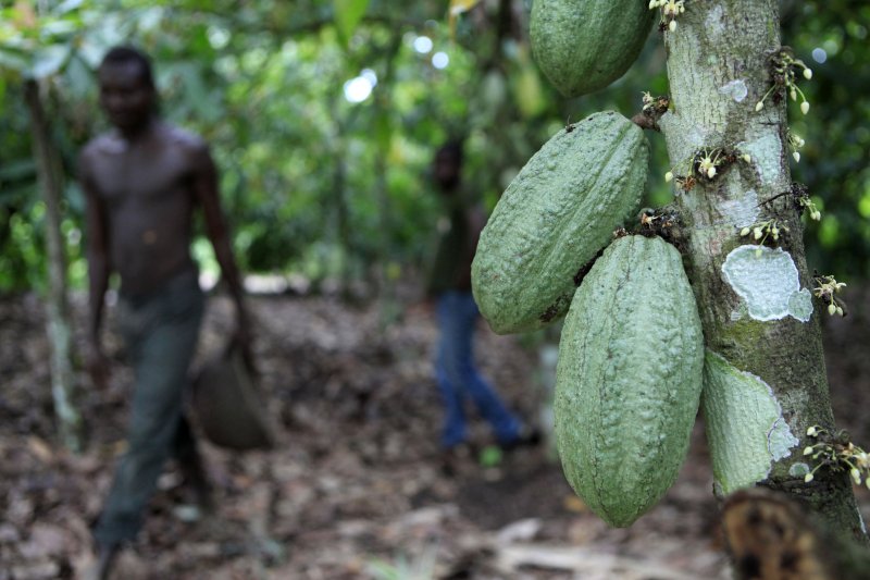 [판골로=AP/뉴시스] 서아프리카 코트디부아르 판골로 지역의 카카오 농장을 한 남성이 지나가는 모습. 초콜릿의 주원료인 ‘카카오 콩’으로 만드는 코코아를 일주일간 먹으면 혈관 건강에 나쁜 '나쁜 콜레스테롤'인 저밀도 지단백(LDL) 콜레스테롤 수치가 낮아진다는 연구 결과가 나왔다. 2023.04.04. /사진=뉴시스