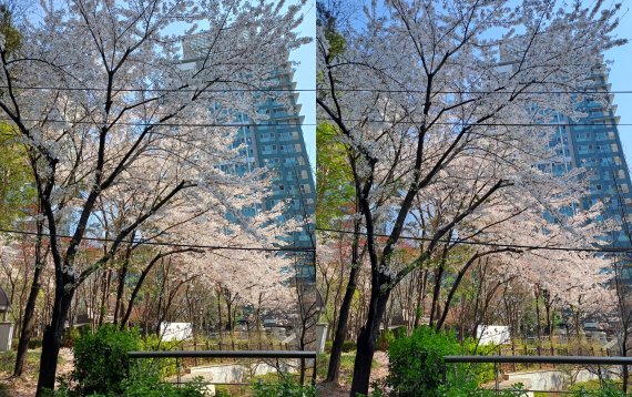 갤럭시A34(왼쪽), 갤럭시A33으로 각각 찍은 벚꽃 사진. 사진=구자윤 기자