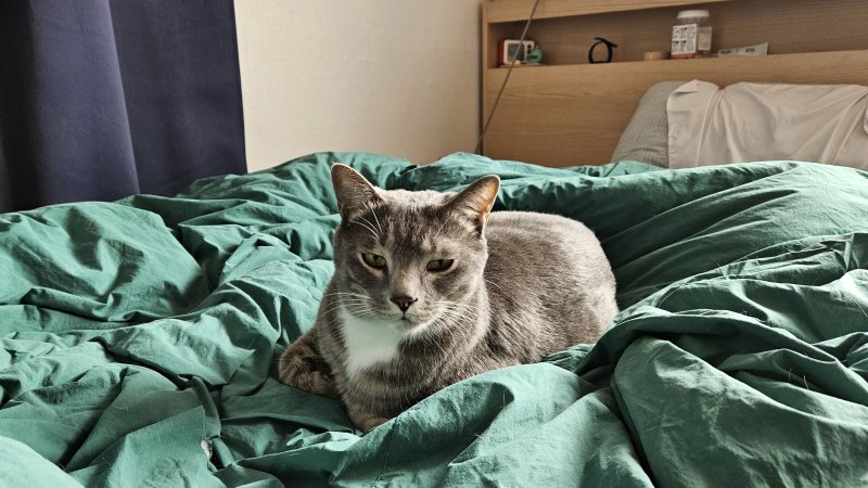 [서울=뉴시스] 강운지 리포터 = 유튜브 채널 '아리랑은 고양이 내가 주인'에 출연하는 반려묘 '리랑' 2023.03.22. kuj0102@newsis.com *재판매 및 DB 금지