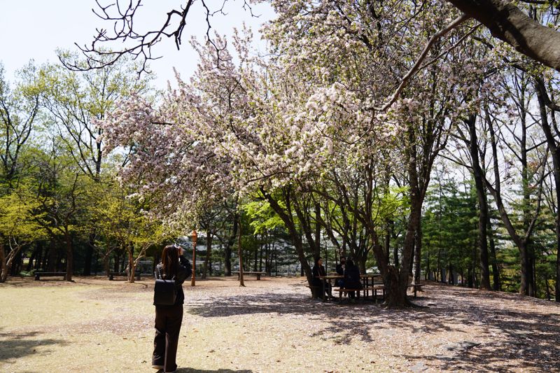 7일 서울 영등포구 여의도 국회 본청 뒤편에 봄꽃이 만발했다. 사진=박문수 기자