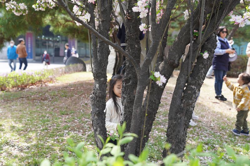 7일 서울 영등포구 여의도 국회 본청 뒤편에 봄꽃이 만발했다. 아이들이 카메라를 보더니 수줍게 포즈를 취했다. 사진=박문수 기자