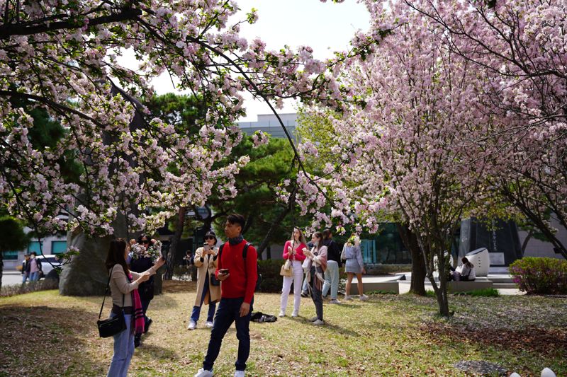 7일 서울 영등포구 여의도 국회 본청 뒤편에 봄꽃이 만발했다. 나들이 온 외국인들이 사진을 찍고 있다. 사진=박문수 기자