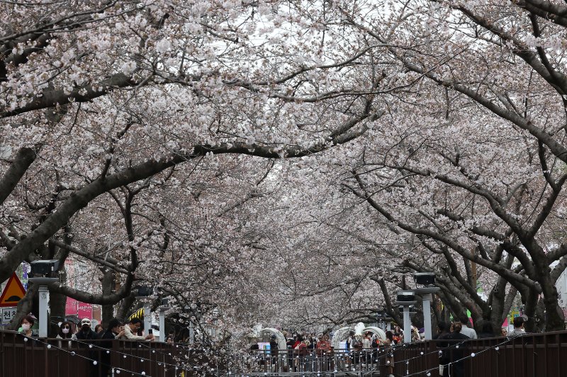 진해군항제 개막을 하루 앞둔 24일 경남 창원시 진해구 여좌천 일대에서 관광객들이 벚꽃과 함께 추억을 남기고 있다. 2023.3.24/뉴스1 ⓒ News1 조태형 기자