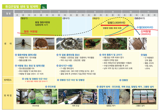 "여왕 잡으면 병사 500 잡는 효과"...외래 말벌에 토종 꿀벌 지키자