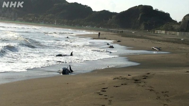 일본 해안가에서 돌고래 30여 마리가 자초돼 일부 폐사하며 대지진의 전조일 수 있다는 불안감이 커지고 있다. 츌초=NHK, 뉴스1