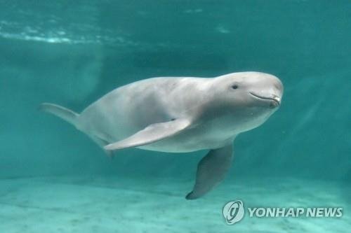 "돌고래 사체 15구 발견" 여수 바다에서 무슨 일이?