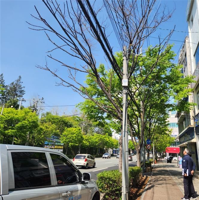 울산 남구 대학로에 심어진 30년 된 느티나무 한 그루가 고사 중인 것과 관련해 울산시가 제초제를 이용한 고의 훼손을 의심하고 경찰에 수사를 의뢰했다. /사진=울산시 제공