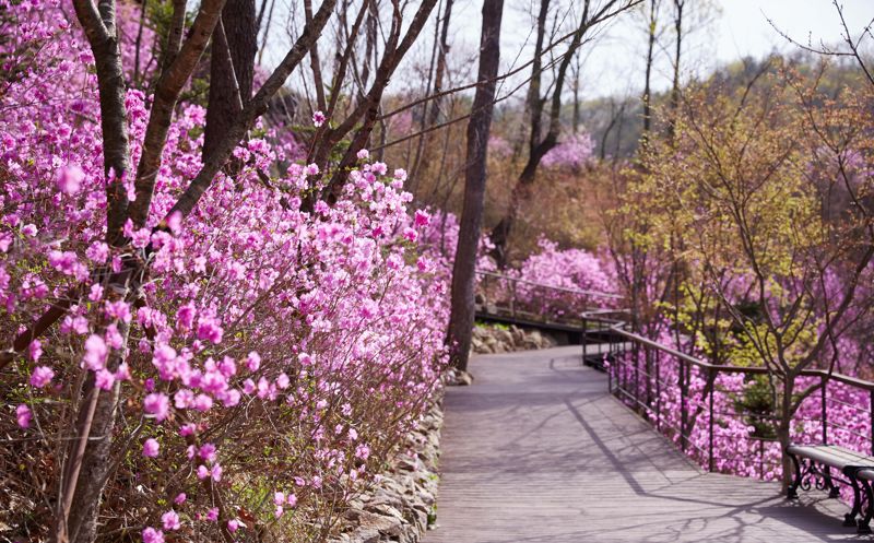 화려한 분홍 철쭉의 향연이 펼쳐지는 수도권 봄꽃 명소, 화담숲 ‘철쭉축제’