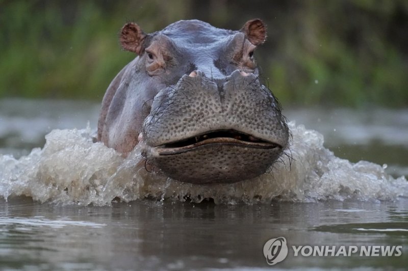 지난해 콜롬비아 마그달레나강을 헤엄치는 하마. / 사진=연합뉴스