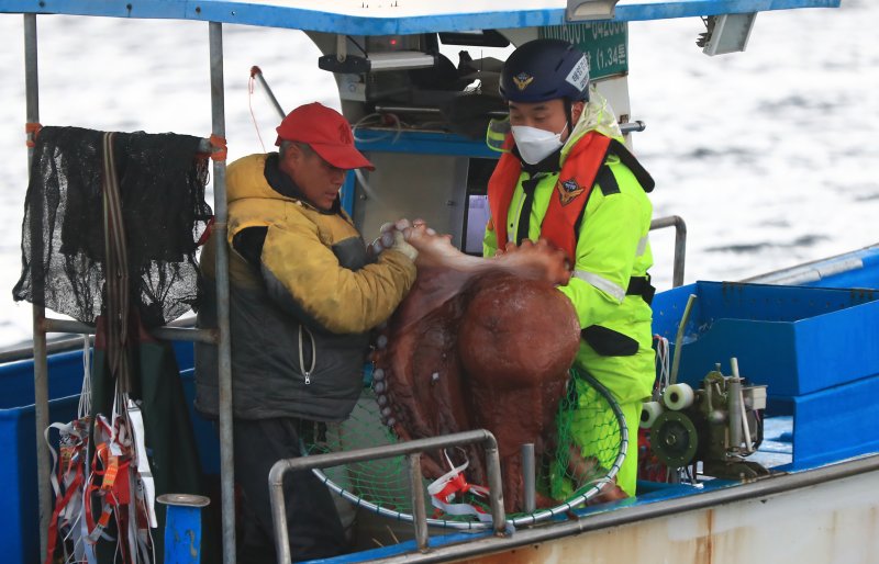 동해 최북단 저도어장에서 어민들이 대문어를 들어올리고 있다. 올해는 오는 4일 첫 입어가 시작된다.연합뉴스