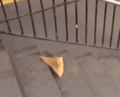 뉴욕 지하철 계단에서 피자를 물고 이동하는 쥐. 트위터 캡처