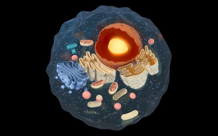 세포는 가운데 핵이 있고 다양한 세포 소기관들이 있습니다. 이 소기관들이 각각 다양한 기능을 하고 있습니다. 게티이미지 제공