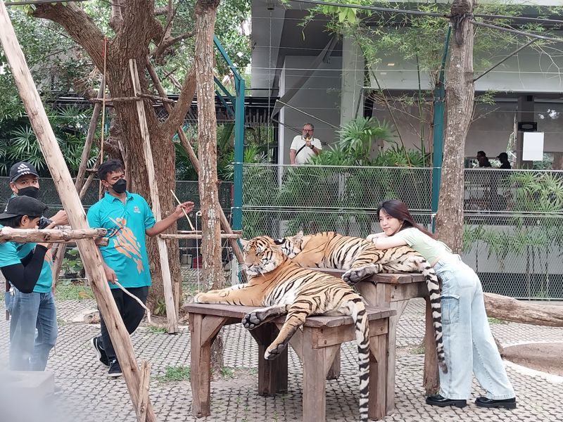 파타야 타이거 파크에서 한 관광객이 호랑이와 사진을 찍고 있다. /사진=이환주 기자