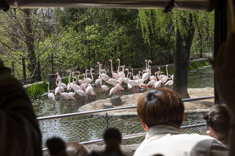 로스트밸리에서 만날 수 있는 홍학(에버랜드 제공)