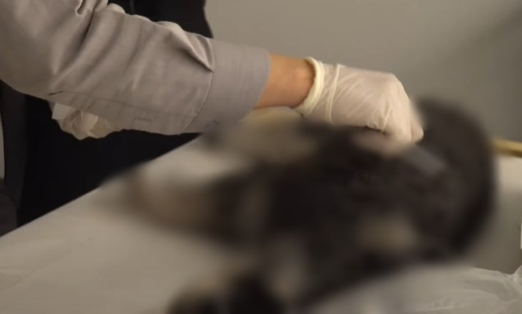 반려동물 장례지도사가 반려견 염습을 진행하는 모습. (유튜브 펫포레스트)