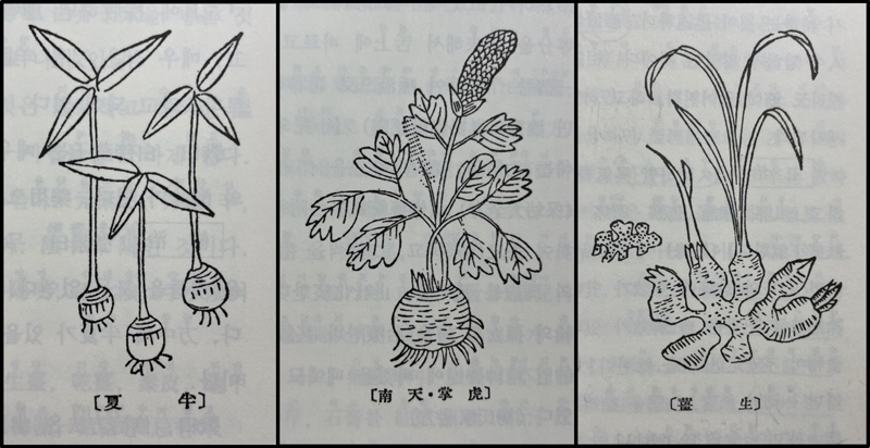 <본초강목>에 그려진 반하(半夏, 왼쪽), 천남성(天南星, 가운데) 그리고 생강(生薑)