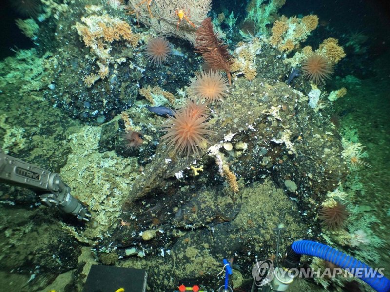 지난 1월 찰스다윈재단에서 배포한 갈라파고스 제도 내 산호초 모습 Handout picture released on January 17, 2023, by the Charles Darwin Foundation, showing the human-occupied vehicle Alvin?s manipulator arm collecting samples from rocky outcrop at the crest of a ridge, populated by cold water corals, squat lobsters, anemones, bas