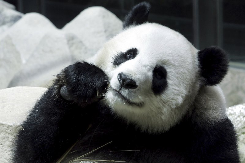 태국 북부 치앙마이 동물원에서 중국으로부터 대여 받은 21살 자이언트판다 '린후이'가 19일(현지시간) 귀국을 6개월 앞두고 돌연사했다. 사진은 2005년 9월23일 린후이가 대나무를 먹는 모습. AP/뉴시스