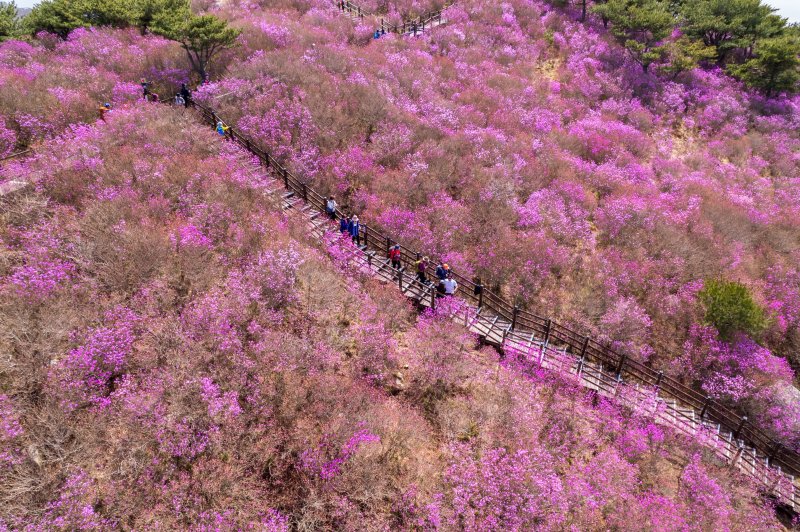 이 봄, 대구 비슬산의 주인공은 참꽃이다. 지금 비슬산에 가면 정상으로 가는 길이 온통 진분홍빛으로 물들어 있다. 사진=정순민 기자