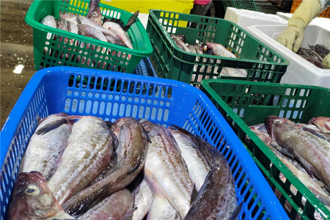 후쿠시마 원전 오염수 우려...일본산 생선 대체 '스타트'