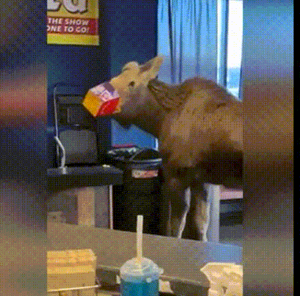 영화관서 '우걱우걱' 팝콘 먹는 거대 사슴 순간 포착