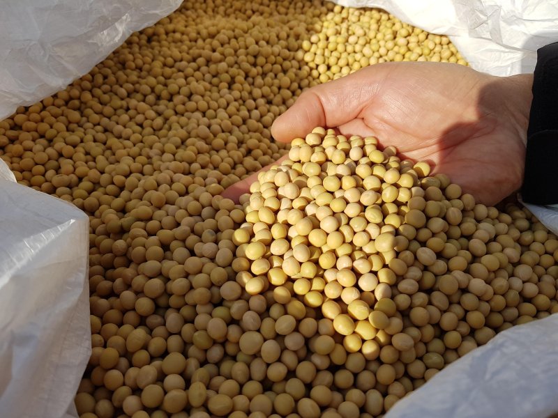 콩 생산자 "값싼 수입콩 범람… 공매제 늘려 토종 보호해야" [벼랑 끝에선 국산콩 산업]