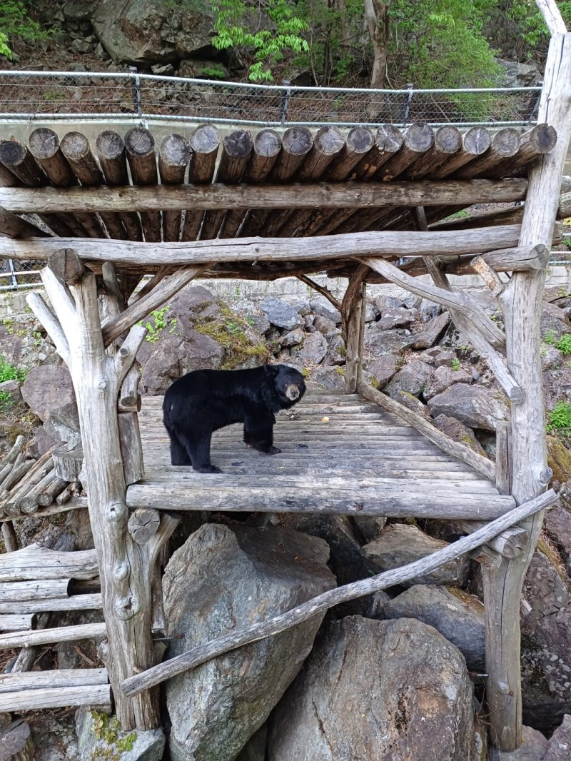 지리산 의신마을 베어빌리지에 사는 반달곰. 경남관광재단 제공