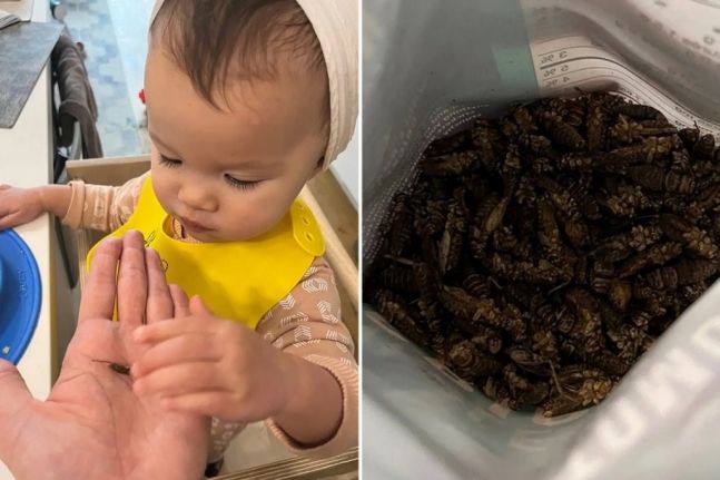 캐나다의 한 여성이 18개월 된 자신의 딸에게 단백질 공급을 위해 귀뚜라미를 먹인다고 밝혀 화제다. 출처=뉴욕포스트