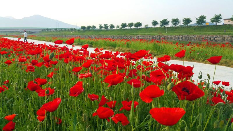 전남 광양시가 5월 가정의 달을 맞아 가족, 연인과 오붓하게 떠날 수 있는 향긋하고 산뜻한 광양여행코스를 내놨다. 사진은 지난해 5월 붉은 양귀비꽃이 만발한 서천꽃길 모습. 사진=광양시 제공