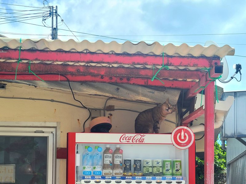 오우지마의 고양이 ⓒ News1