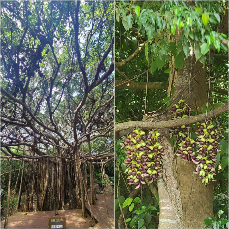 다이세키린잔의 가쥬마루와 이루칸다 꽃 ⓒ News1