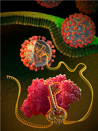 RNA 유전자 가위 기술을 이용한 범용 코로나 바이러스 감염병 mRNA 치료제 이미지. KAIST 제공