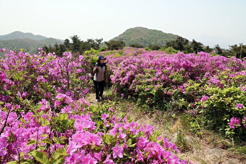 "장흥서 철쭉 보고 키조개 맛보세요"...장흥군, 4~7일 제20회 키조개축제 개최