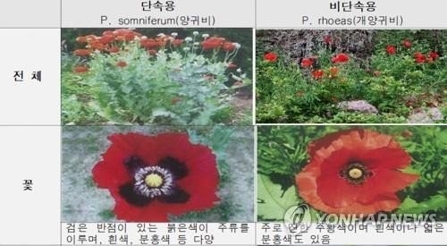 마약 원료인 양귀비와 관상용인 개양귀비 구분 방법 /사진=경찰청, 연합뉴스