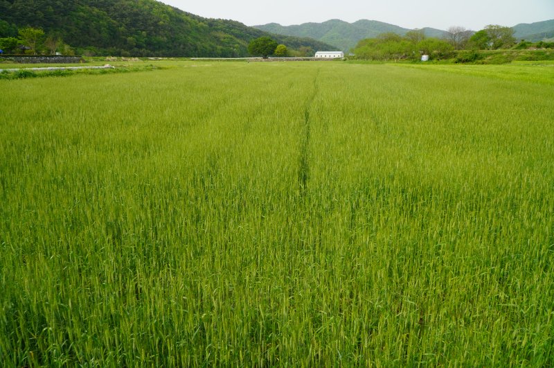 '수입의존도 높은' 밀·콩·옥수수 600만t 확보... 3배 확대