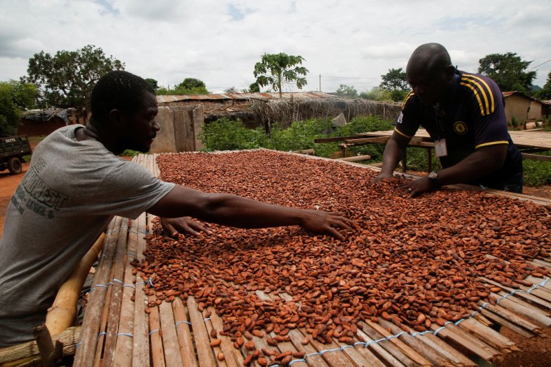 지난 4월29일(현지시간) 코트디부아르 신프라에서 농부들이 카카오 열매를 말리고 있다.로이터뉴스1