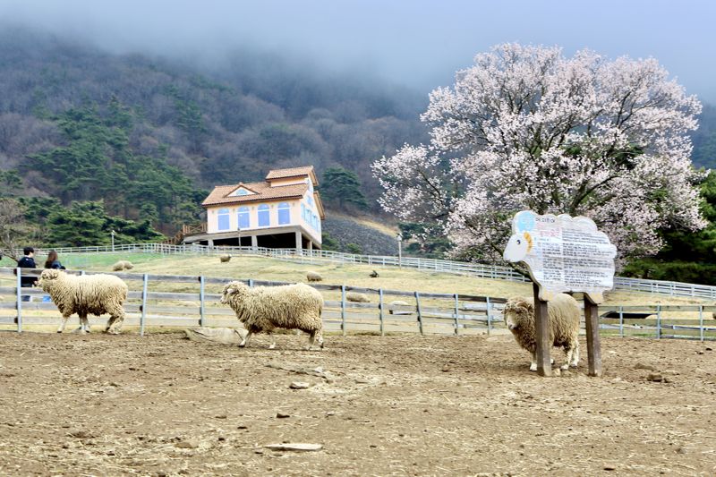 전남 화순 무등산양떼목장 / 한국관광공사 제공