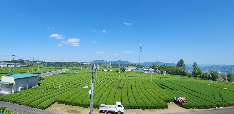 [일본=뉴시스]윤난슬 기자 = 후지노쿠니 뮤지엄 앞에 있는 녹차밭.