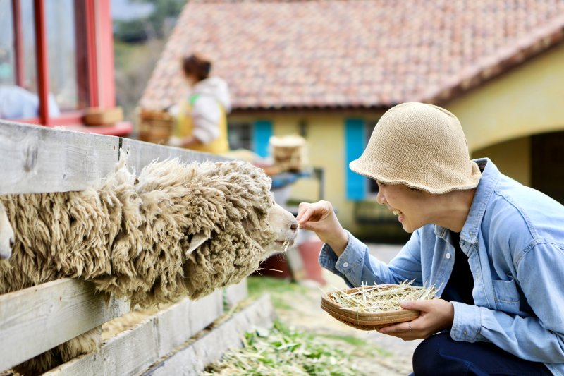 전남 화순 무등산양떼목장에선 울타리 사이로 목을 내민 양들에게 먹이를 주는 체험을 할 수 있다. 한국관광공사 제공