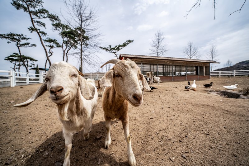 충북 증평 벨포레목장에서 귀여움을 독차지하고 있는 보어염소. 한국관광공사 제공