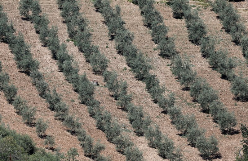 기후위기에 따른 스페인을 비롯한 남유럽의 고온과 가뭄으로 올리브 작황이 계속 악화면서 올리브유 가격이 지난해 이후 사상최고 수준을 지속하고 있다. 사진은 5월 11일(현지시간) 스페인 남부 론다의 올리브 농원. 로이터뉴스1
